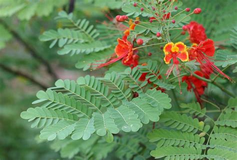 黃蝴蝶徵兆|黃蝴蝶 (護理, 特徵, 花, 圖片, 有毒)